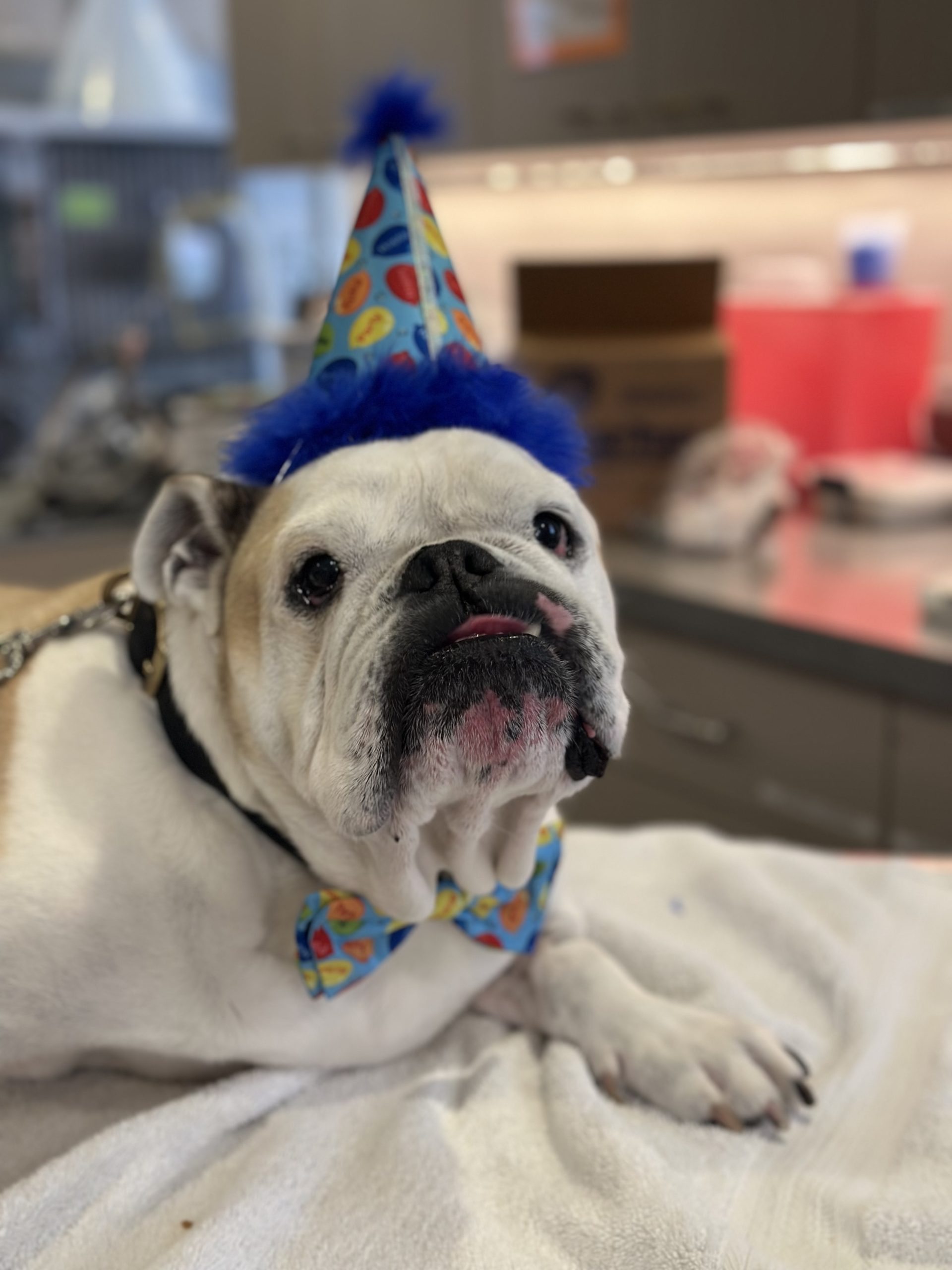 Senior wellness care at Cascade Heights Veterinary Center