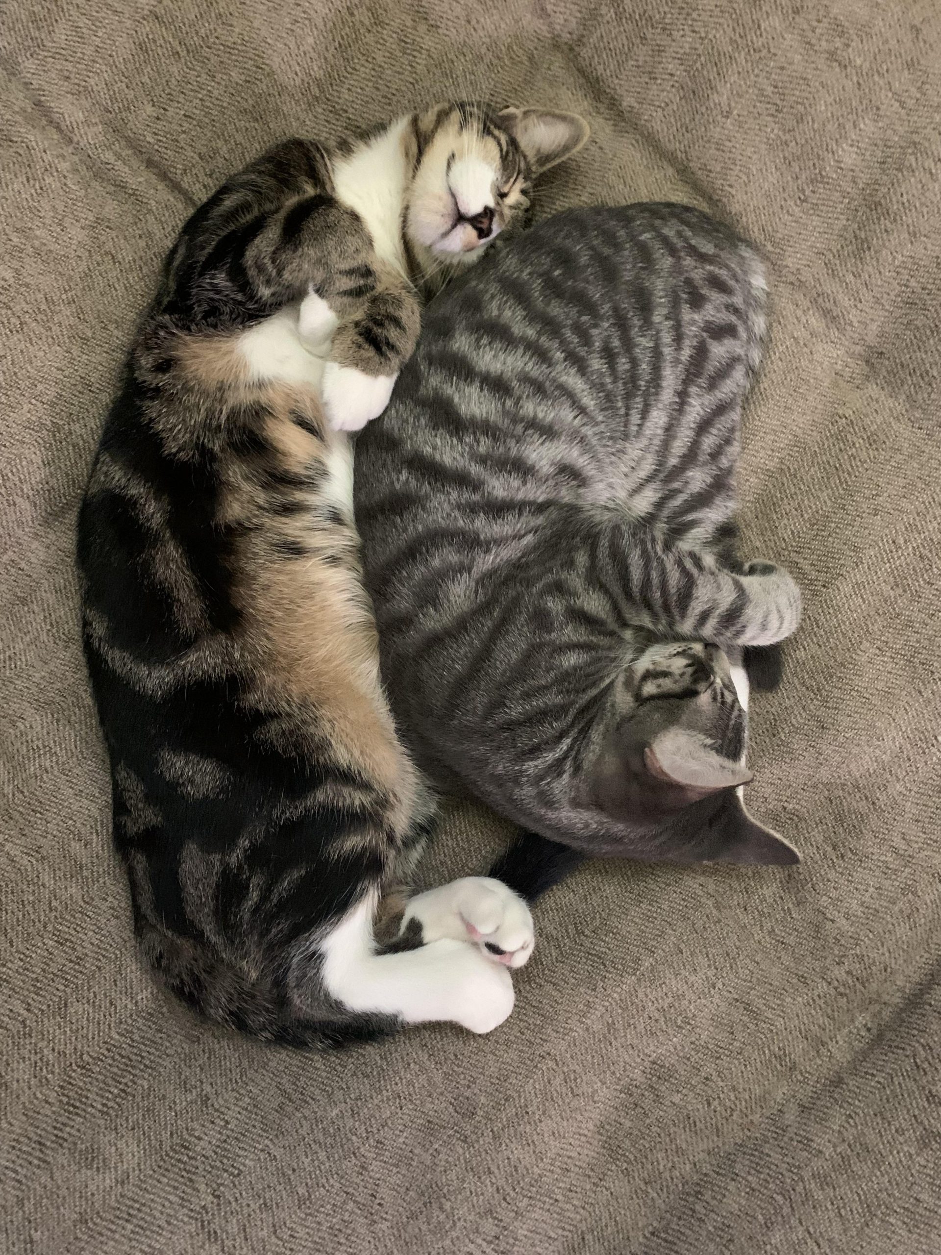 New puppy and kitten care at Cascade Heights Veterinary Center