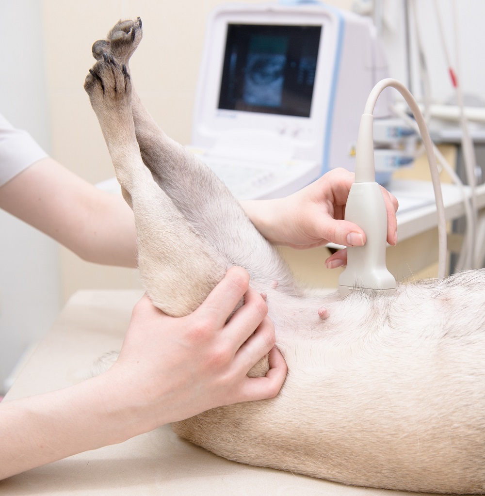 Ultrasounds/Echocardiograms